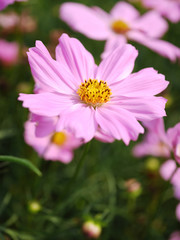 Obraz premium beautiful Sulfur Cosmos flower in background blur