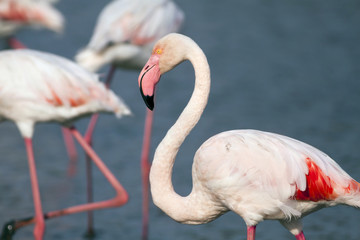 Beautiful flamingo portrait