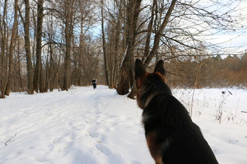 Собака овчарка, наблюдающая за приближающимися бегунами по заснеженной дорожке в парке зимним днем