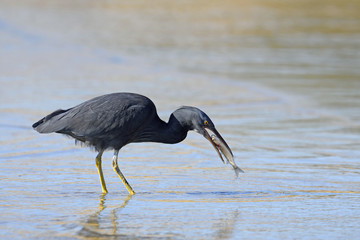 魚を捕えたクロサギ