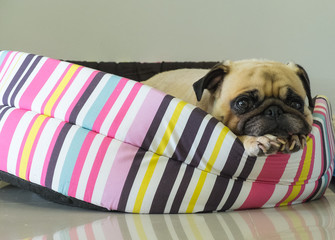 Close-up cute dog Pug puppy resting on her bed and watching to camera