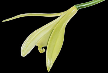 fleur de vanille sur fond noir