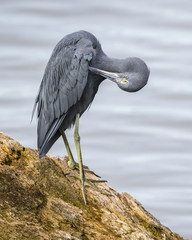 Little Blue Heron Preening its Feathers - Florida