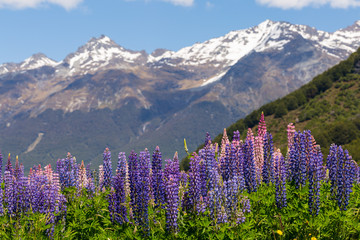 Lupin field along the river