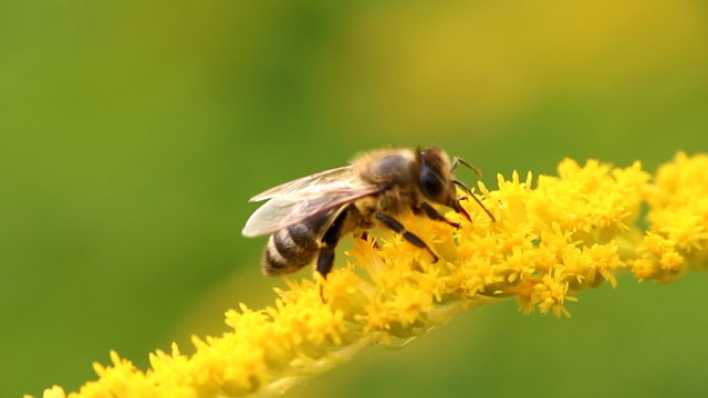 Hard-working bee collects nectar from yellow flowers
