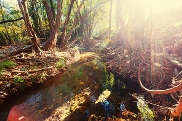 Creek in forest