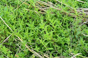 Finger grass Plantation