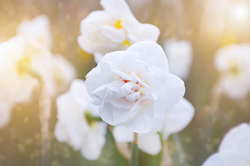 White flowers
