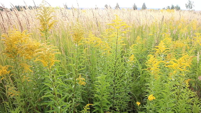 Scythia. Subtropical steppe with wonderful grasses of  end of summer
