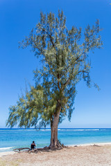 filaos solitaire sur plage de l'Hermitage, île de la Réunion 