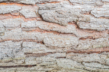brown pine texture background