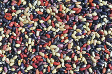 Multicolored beans 1