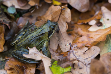 Frog between leafs
