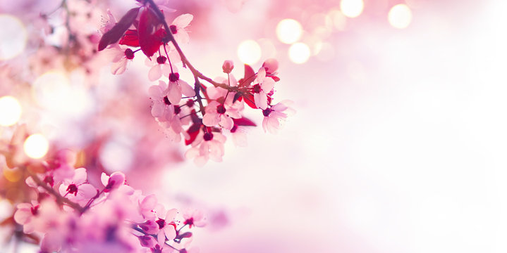 Spring Blossom Border With Pink Blooming Tree