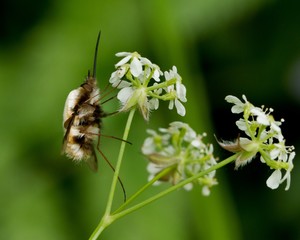 Bee Fly on Cow Parsley