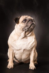 Obraz premium Mops im Studio