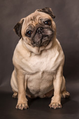 Obraz premium Mops im Studio