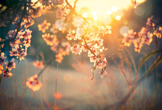 Fototapeta Beautiful nature scene with blooming tree and sun flare