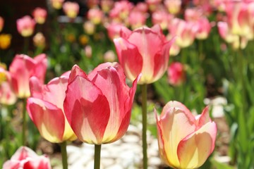 Beautiful tulips in a garden in Ankara, Turkey