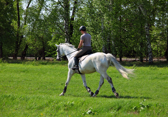 Elegant equestrian man riding horse