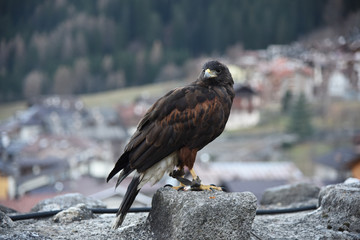 aquila aquile falco falconiere falconeria becco