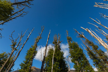 dry forest with blue sky in Glenorchy