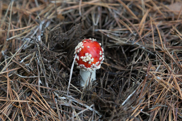 Toadstool mushroom grows in woods.