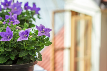 Flowers in a Pot Outside