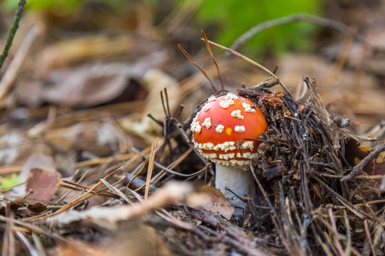 Toadstool mushroom grows in woods.