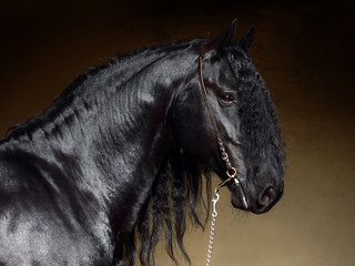 Black Friesian horse in stable 