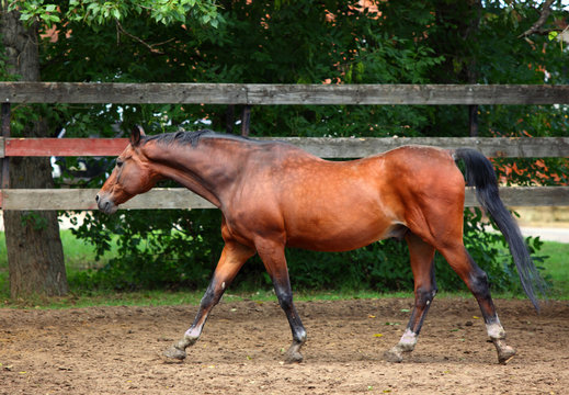 Hanoverian horse just before evening in corral