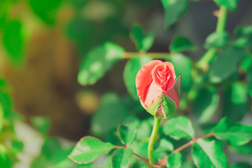Obraz premium Roses in the garden filtered