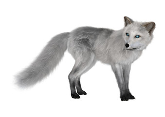 Arctic Fox on White