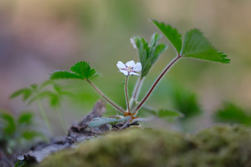 Obraz premium Young shoots of strawberry with flower.