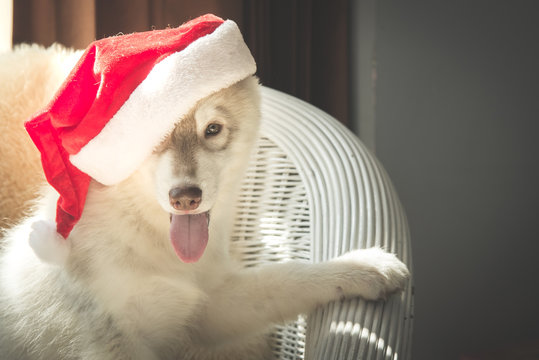 Cute siberian husky with red santa hat sitting on white rattan chair,Vintage filter