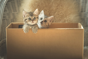 Cute tabby kittens  in a box