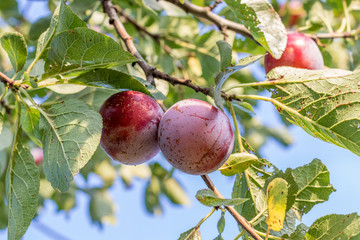 Red plums on a branch. Authentic farm series.
