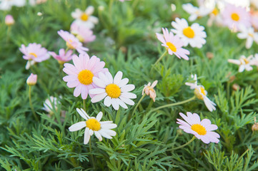 Marguerite、Paris Daisy (Argyranthemum frutescens)