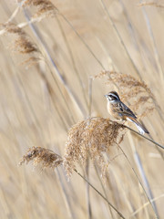 Meadow bunting