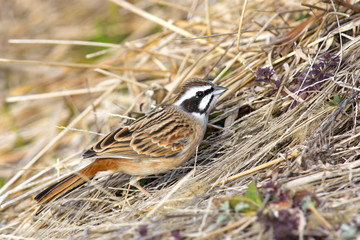 Meadow bunting