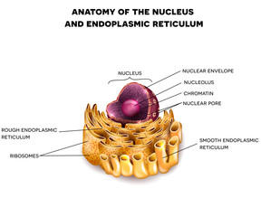 Cell Nucleus and Endoplasmic reticulum detailed anatomy with description
