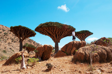 Fototapeta na wymiar Una guida nella foresta degli alberi di Drago, area protetta, altopiano Homhil, Socotra, Yemen