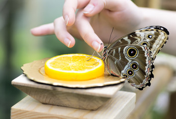 Portrait of live butterflies. Woman feeding a butterfly with orange juice. 