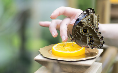 Portrait of live butterflies. Woman feeding a butterfly with orange juice. 
