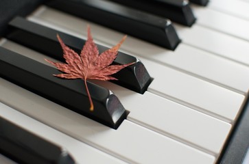 Dried maple leaf on piano keys