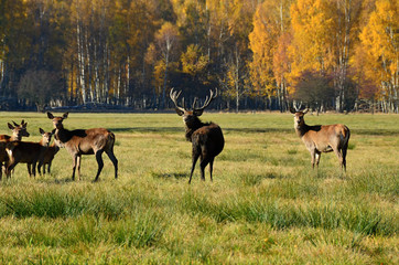 Lane and deer grazing near the forest