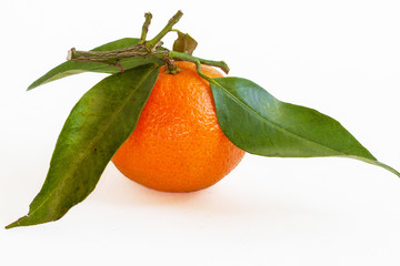 Clémentine et ses feuilles sur fond blanc