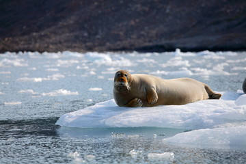 Fototapeta premium Bearded seal on fast ice 
