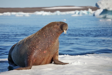 Fototapeta premium Walrus cow on ice floe 