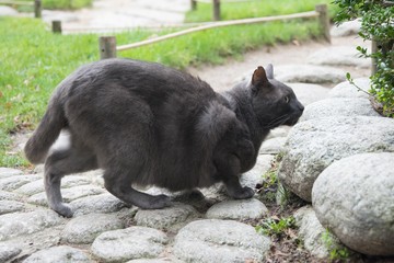 Beautiful black cat outdoor